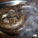 원조할매순대 이미지