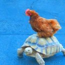 거북농장 이미지