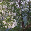 베드로 농장 이미지