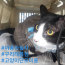 야옹아놀자구리 | [까망이 후기] #야옹아놀자구리태릉점, #고양이무마취미용 /구리 남양주 다산 갈매 별내 태릉 중랑 중화...