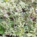 너래농원 이미지