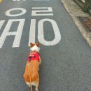 박창언 동물병원 이미지