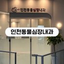 인천동물심장내과 | 인천 동물심장내과 진료 후기(심장병 이첨판폐쇄부전증 B2 단계)