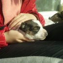 하룻강아지 이미지