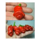 빨간고추 이미지