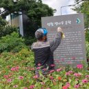 명월 팽나무군락 이미지