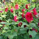 송제농원 이미지