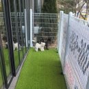 애견카페 제니콩콩 이미지