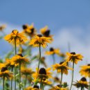 루드베키아 이미지