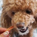 주식회사 밥펫 이미지