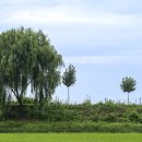 미루나무 이미지