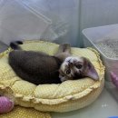 고양이네 생선가게 | [수원] 수원역 고양이카페 후기 - 고양이네 생선가게