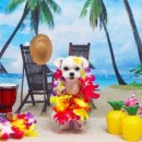 강아지풍경 이미지