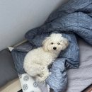 개팔상팔 이미지