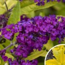 골드나이트 이미지