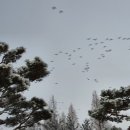 선사시대꺼먹돼지