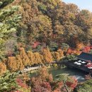 숲 | 2025 가을 단풍시즌 곤지암 화담숲 후기🍁 (11/5)