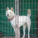 간드리집 이미지