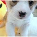 펫365 강아지분양 고양이분양 전주본점 | 내 삶에 활력을 주는 강아지, 고양이분양은 펫365에서 쉽고 빠르게!
