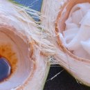 코코넛트레블