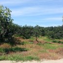 오석농장 이미지