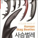 사슴벌레