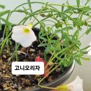 오리자