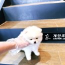 대전 강아지분양 고양이분양 파라다이스펫본점 | 천안 강아지 분양 추천 - 천안 강아지분양 고양이분양 파라다이스펫본점에서 강아지분양받다 :-)