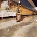 Premium 먼치킨 이미지