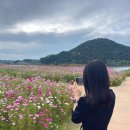 구드래 | 충남 부여 코스모스 명소 개화현황 백마강 구드래 선착장 주차 후기