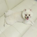 버블리독 이미지