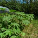 예쁜돼지 이미지