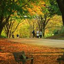 마로니에길 이미지