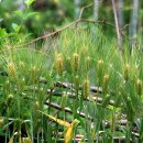 황금물결 이미지