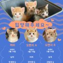 아기 고양이 입양하실 분 있으실까요? 이미지