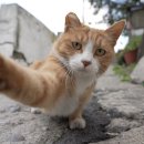 꿈꾸는고양이 이미지