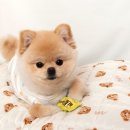 해피세탁 이미지