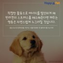 올어바웃펫 이미지