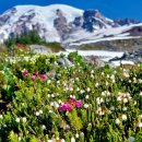 Mt Rainier. (손구락 선생님 추천 레이니어 산) 이미지