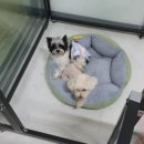 비비노아 이미지