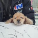 퍼피루미 이미지