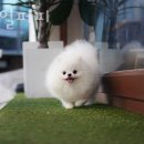 스타일 퍼피 이미지