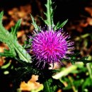 기계봉좌마을 이미지