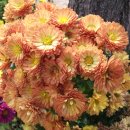 관교여자중학교 이미지