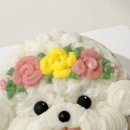 펫스튜리(petschurri) 이미지