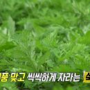 대해떡방앗간 이미지