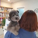 오월의동물병원 | 시지/경산 오월의동물병원 강아지 스켈링 후기