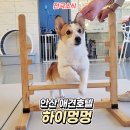 하이멍멍 이미지