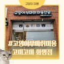 못말리는 고양이 | 고양이무마취미용 고미고미화명점 털갈이 실내묘 미용 후기와 회원제 가격