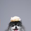 헬로우 독 이미지